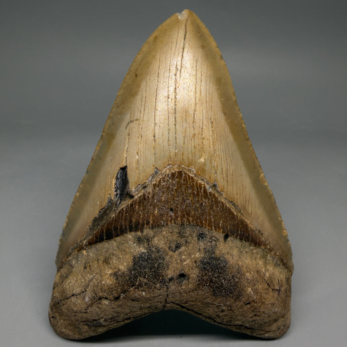 Front View Heart-shaped 4.88" Authentic Megalodon Tooth – North Carolina Fossil | Carcharocles megalodon megalodonteeth.com CM6661