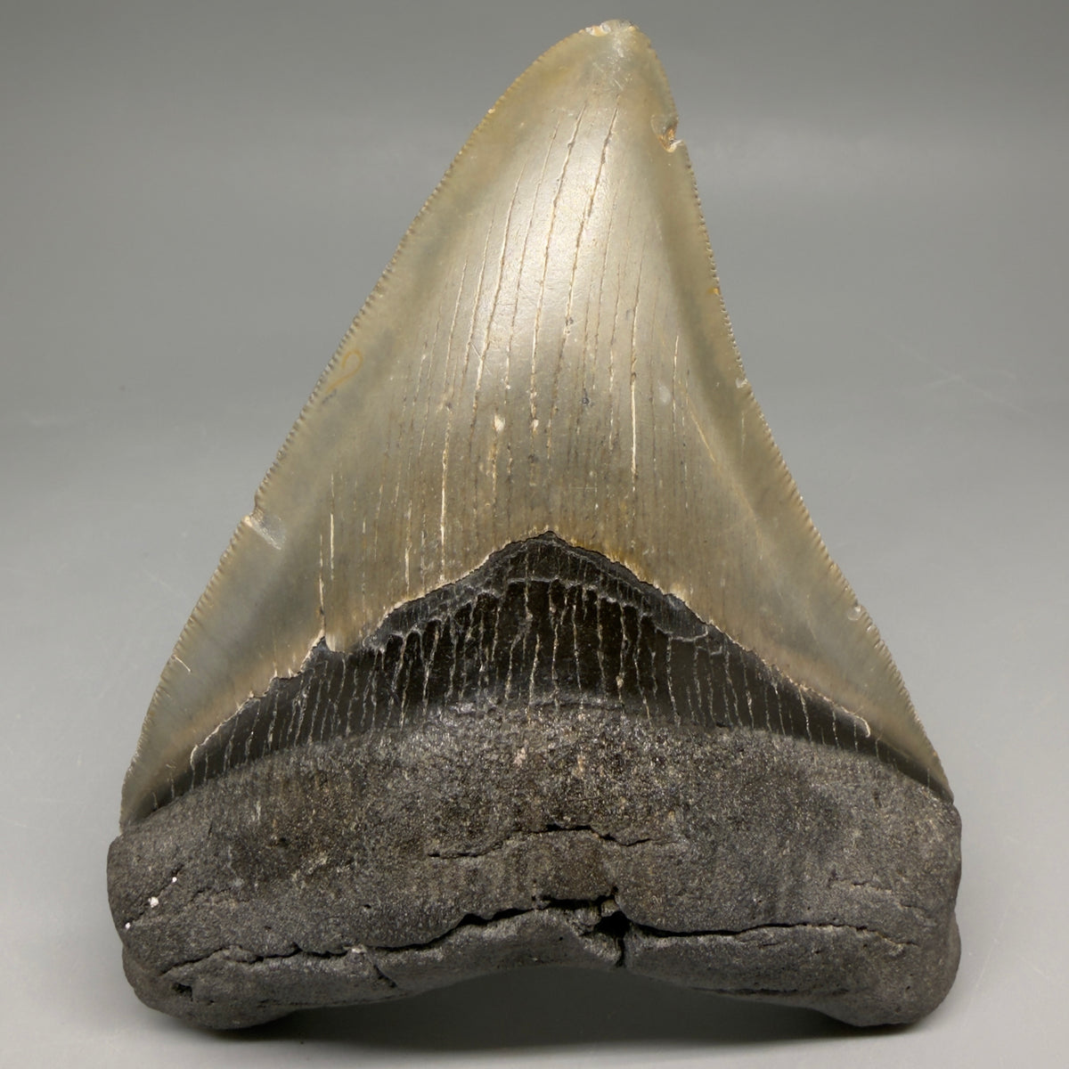Front View Heart-shaped 4.91" Authentic Megalodon Tooth – North Carolina Fossil | Carcharocles megalodon megalodonteeth.com CM6662