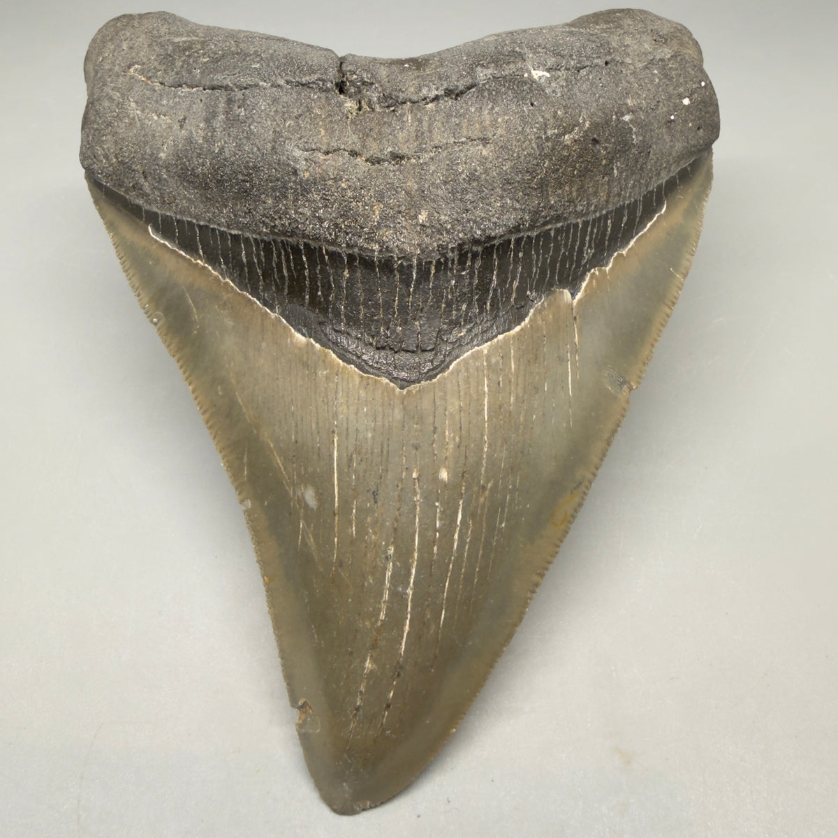 Front View Heart-shaped 4.91" Authentic Megalodon Tooth – North Carolina Fossil | Carcharocles megalodon megalodonteeth.com CM6662 - 1