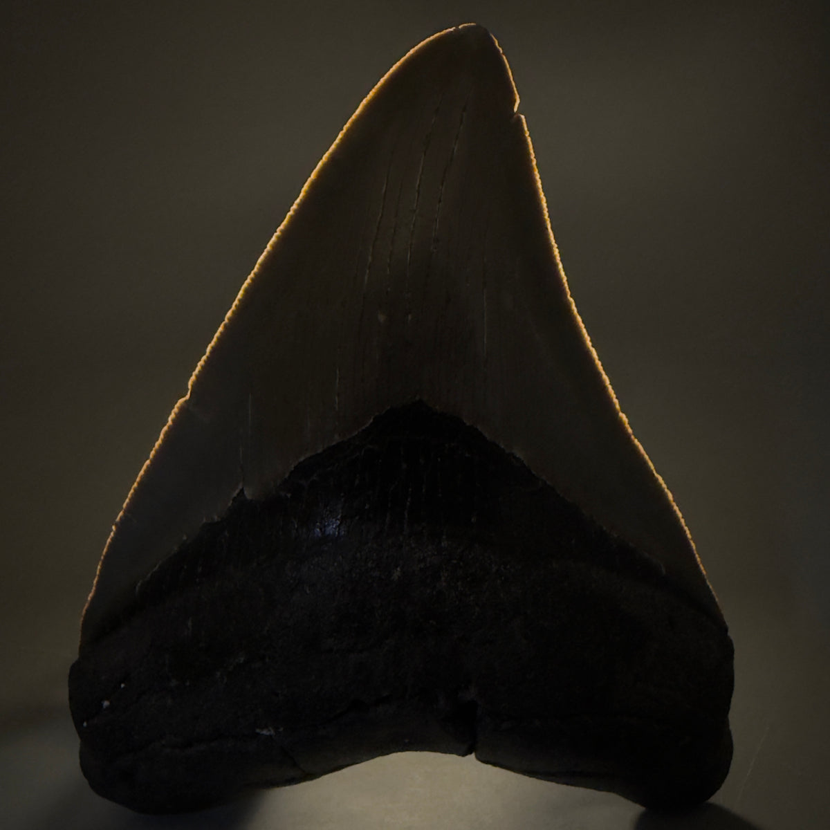 Front View Heart-shaped 4.91" Authentic Megalodon Tooth – North Carolina Fossil | Carcharocles megalodon megalodonteeth.com CM6662 - 2