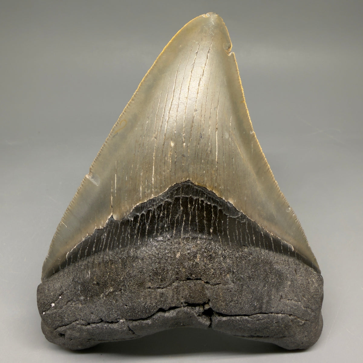 Front View Heart-shaped 4.91" Authentic Megalodon Tooth – North Carolina Fossil | Carcharocles megalodon megalodonteeth.com CM6662 - 3