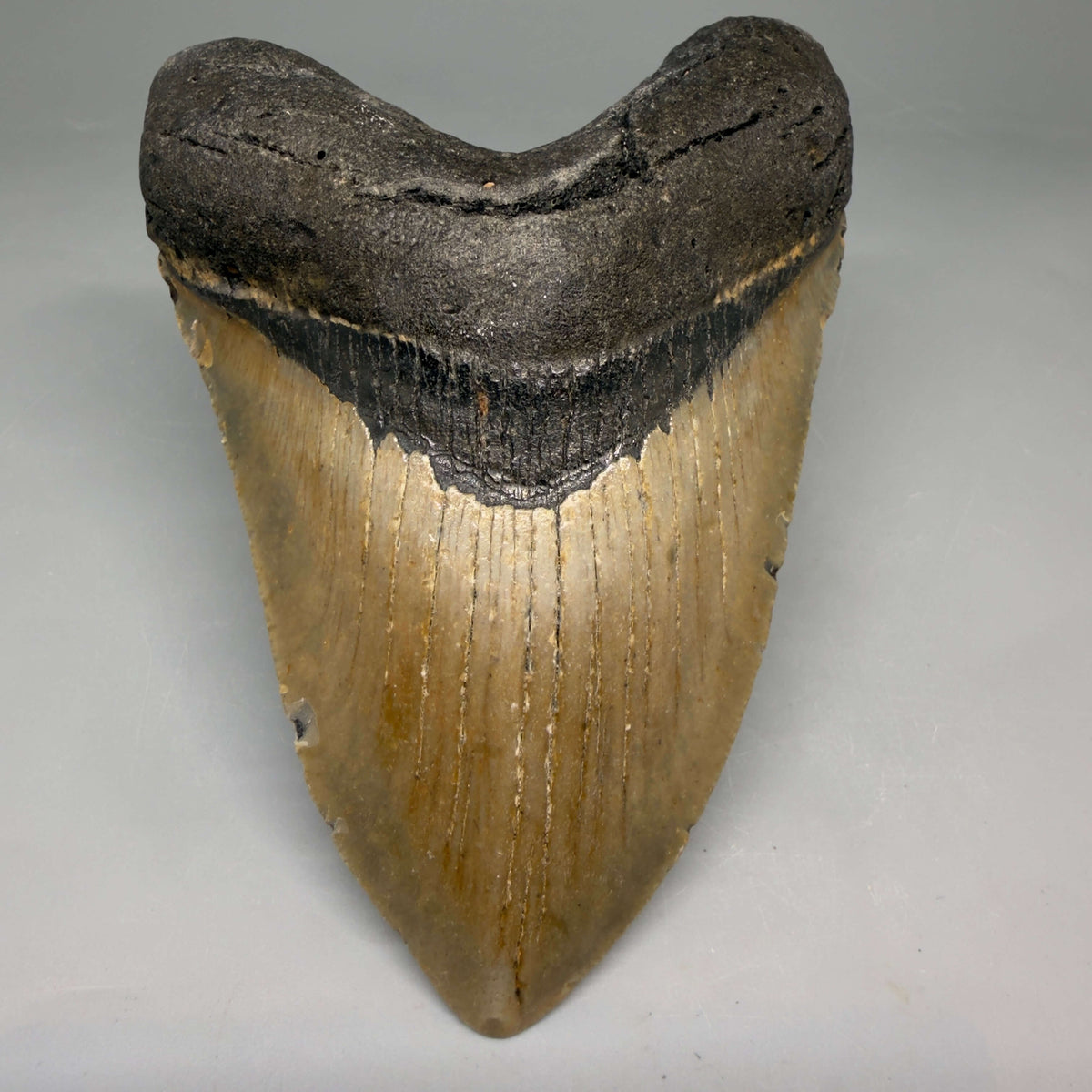 Front View Heart-shaped 4.94" Authentic Megalodon Tooth – North Carolina Fossil | Carcharocles megalodon megalodonteeth.com CM6659