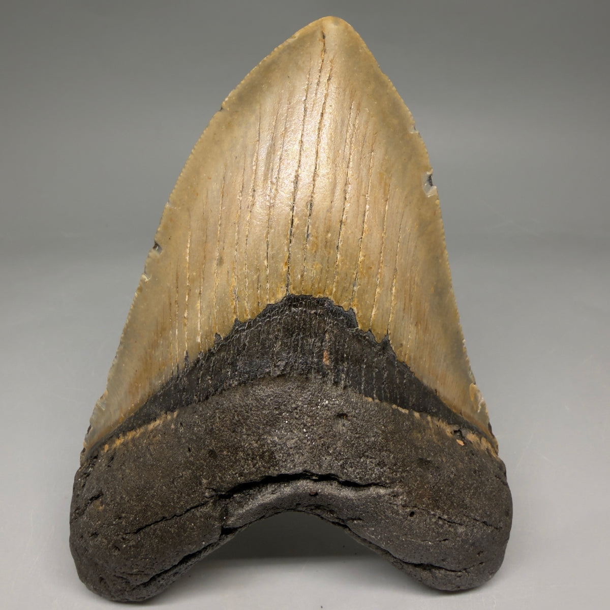 Front View Heart-shaped 4.94" Authentic Megalodon Tooth – North Carolina Fossil | Carcharocles megalodon megalodonteeth.com CM6659 - 1