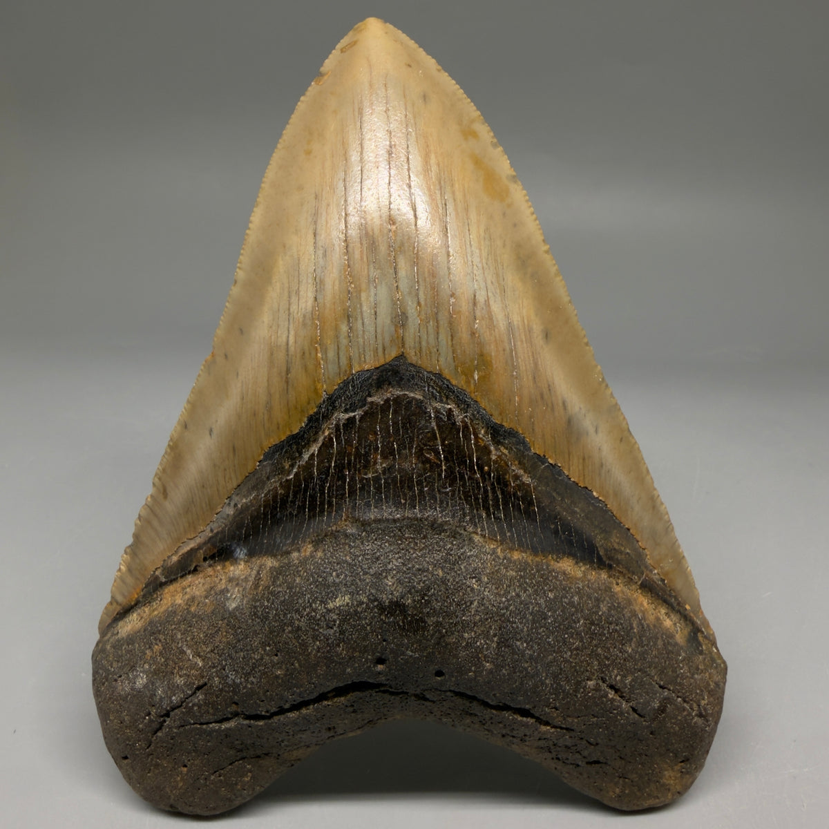 Front View Heart-shaped 4.96" Authentic Megalodon Tooth – North Carolina megalodonteeth.com CM6759