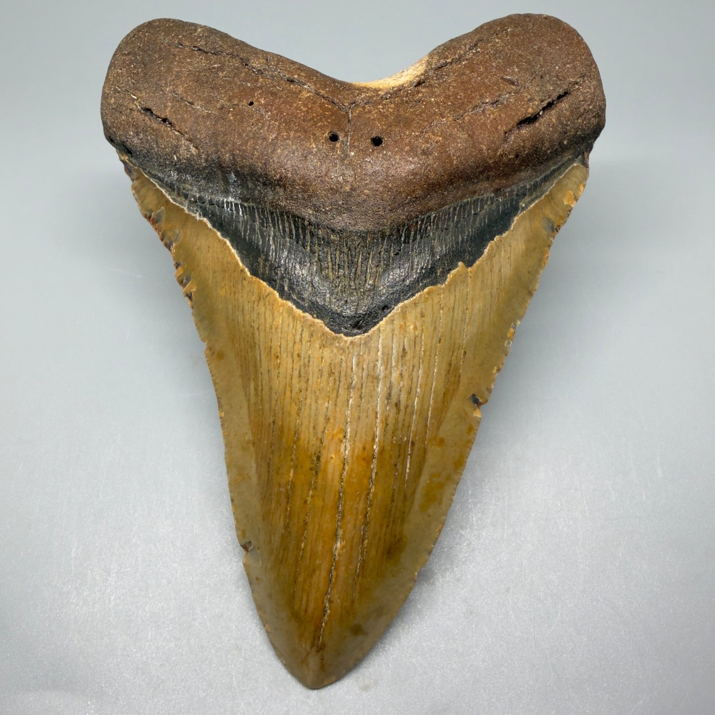 Front View Heart-shaped 4.97" Authentic Megalodon Tooth – North Carolina Fossil | Carcharocles megalodon CM5425 