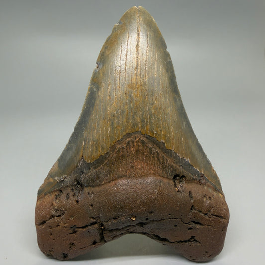 Front View Heart-shaped 4.98" Authentic Megalodon Tooth – North Carolina Fossil | Carcharocles megalodon CM6235