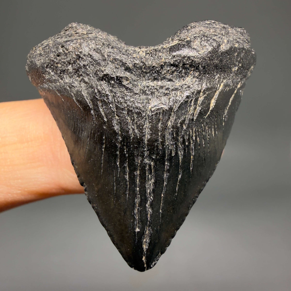 Front View Heart-shaped, Jet Black 1.40" Fossil Megalodon Tooth – South Carolina River Find | Authentic megalodonteeth.com CM6682