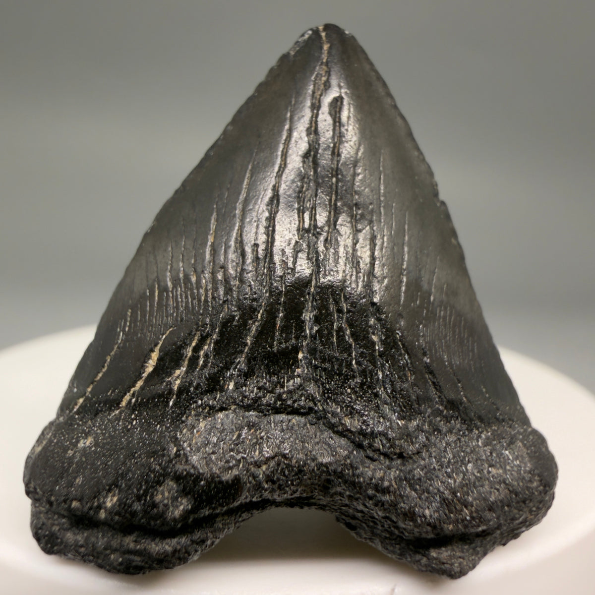 Front View Heart-shaped, Jet Black 1.40" Fossil Megalodon Tooth – South Carolina River Find | Authentic megalodonteeth.com CM6682 - 1