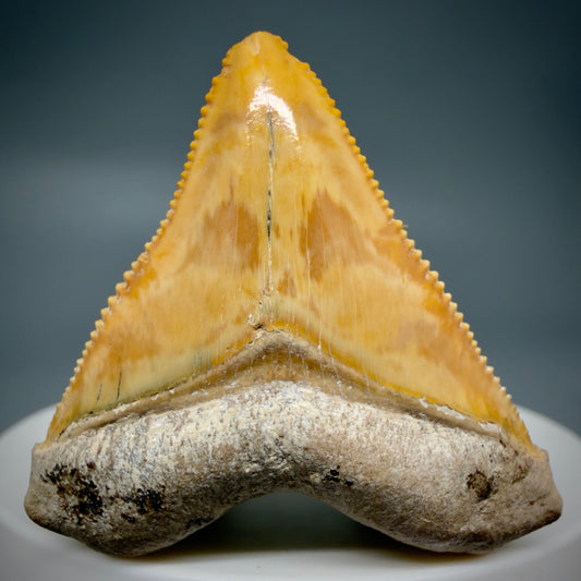 Front View Heart-shaped, anterior baby 1.59" Fossil Megalodon Shark Tooth - Bone Valley, Florida CM6204