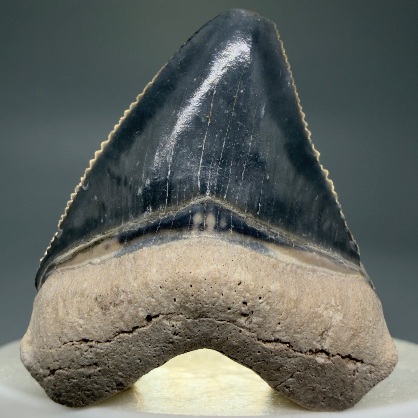 Front View Heart-shaped, baby 1.61" Fossil Megalodon Shark Tooth - Bone Valley, Florida CM6009