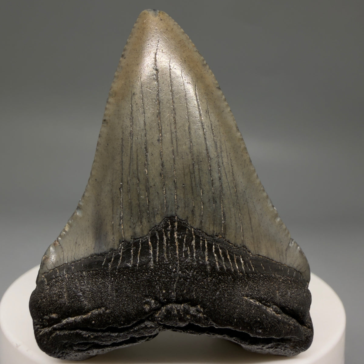 Front View Heart-shaped, dark colored 2.16" Fossil Megalodon Tooth – South Carolina River Find | Authentic megalodonteeth.com CM6732 