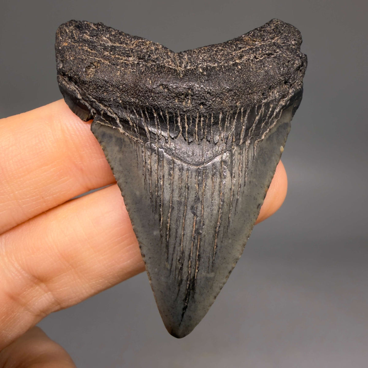 Front View Heart-shaped, dark colored 2.18" Fossil Megalodon Tooth – South Carolina River Find | Authentic megalodonteeth.com CM6685
