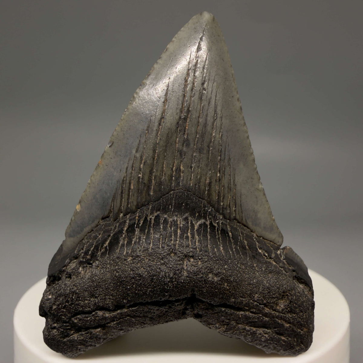 Front View Heart-shaped, dark colored 2.18" Fossil Megalodon Tooth – South Carolina River Find | Authentic megalodonteeth.com CM6685 - 1