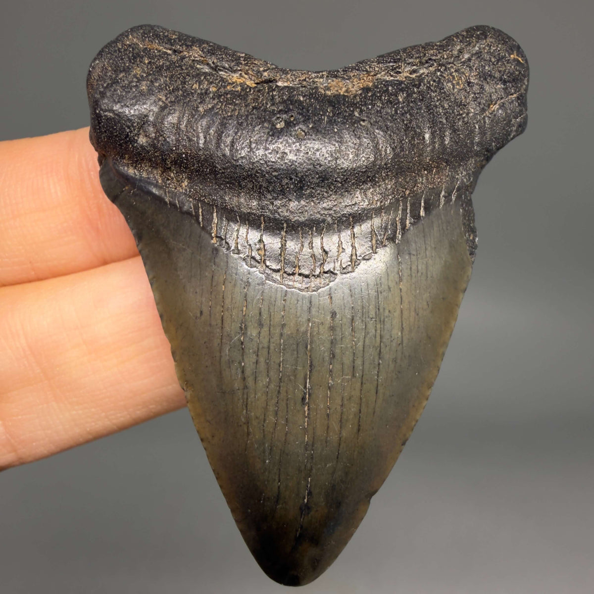 Front View Heart-shaped, dark colored 2.25" Fossil Megalodon Tooth – South Carolina River Find | Authentic megalodonteeth.com CM6687