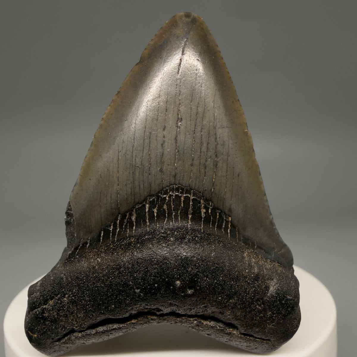 Front View Heart-shaped, dark colored 2.25" Fossil Megalodon Tooth – South Carolina River Find | Authentic megalodonteeth.com CM6687 - 1