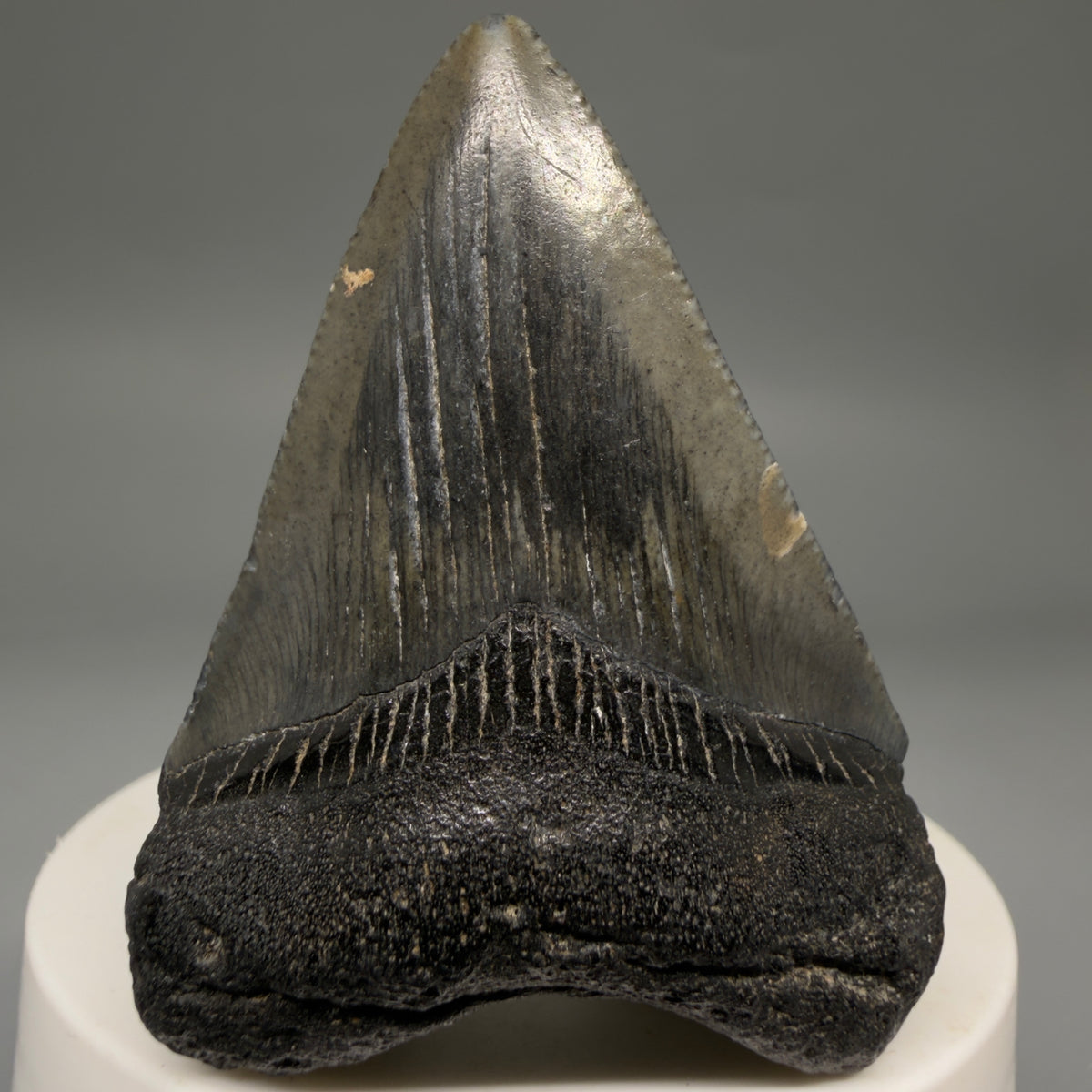 Front View Heart-shaped, dark colored 2.32" Colorful Fossil Megalodon Tooth – South Carolina River Find | Authentic megalodonteeth.com CM6692