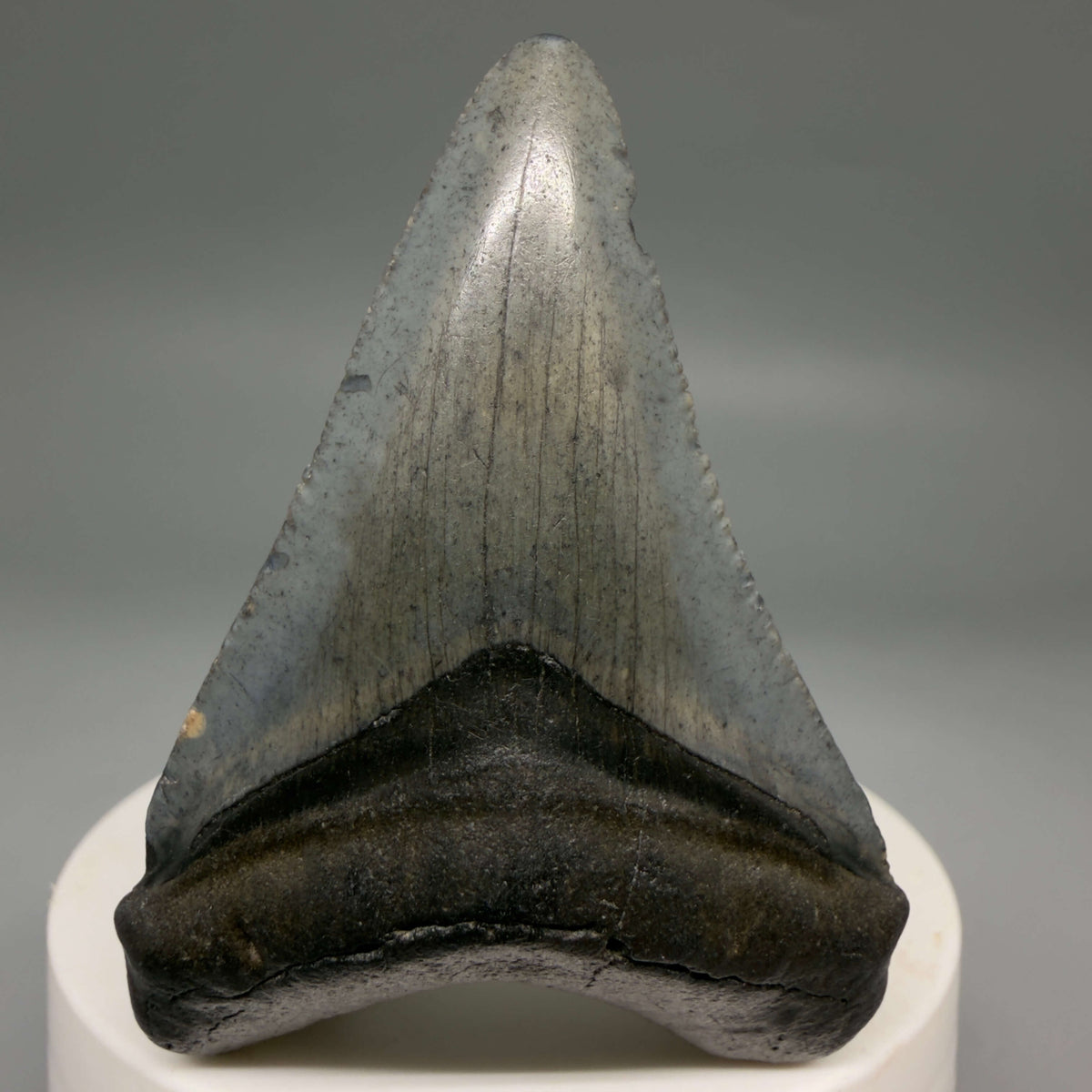 Front View Heart-shaped, dark colored 2.40" Fossil Megalodon Tooth – South Carolina River Find | Authentic megalodonteeth.com CM6694