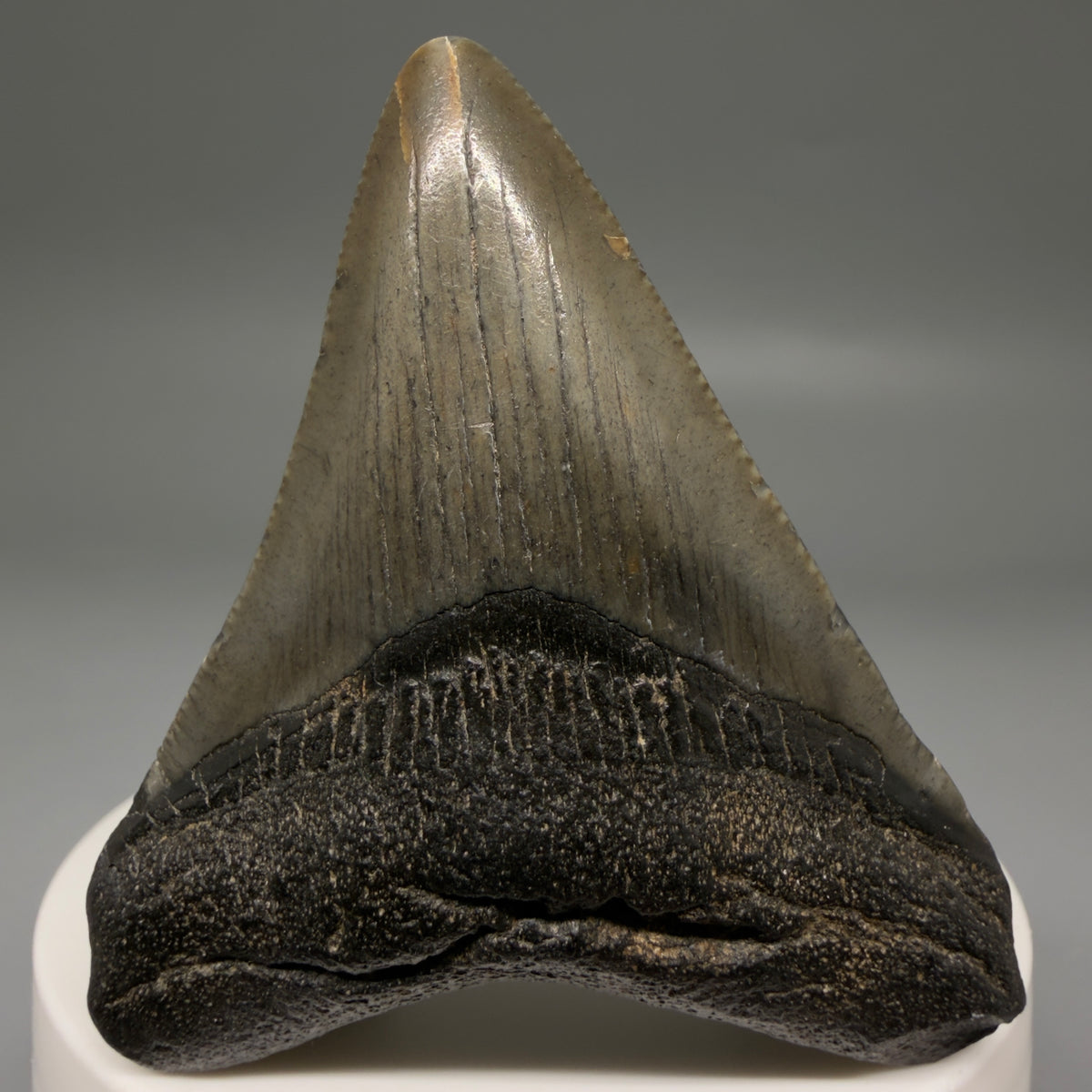 Front View Heart-shaped, dark colored 2.40" Fossil Megalodon Tooth – South Carolina River Find | Authentic megalodonteeth.com CM6736
