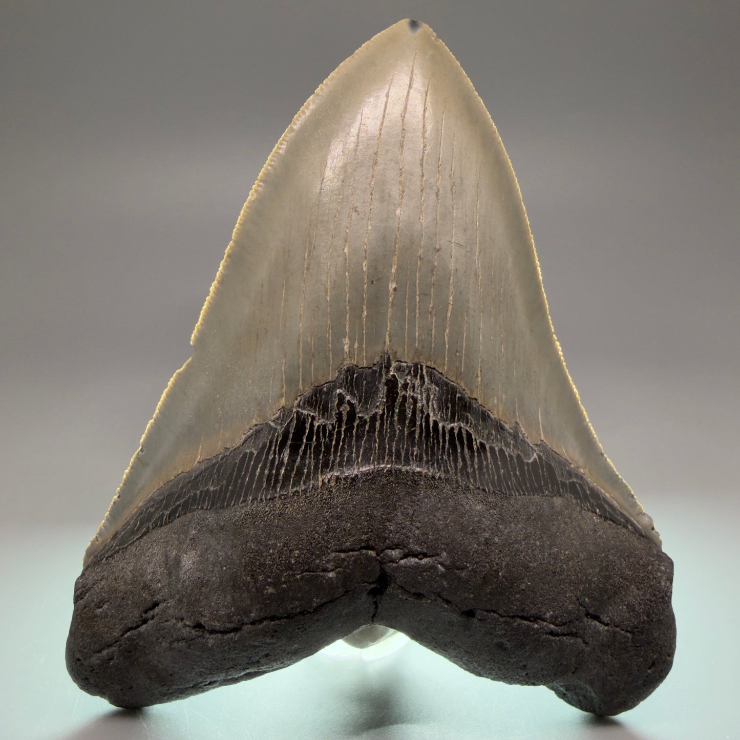Front View Heart-shaped, serrated 5.00" Authentic Megalodon Tooth – North Carolina Fossil | Carcharocles megalodon CM5479 