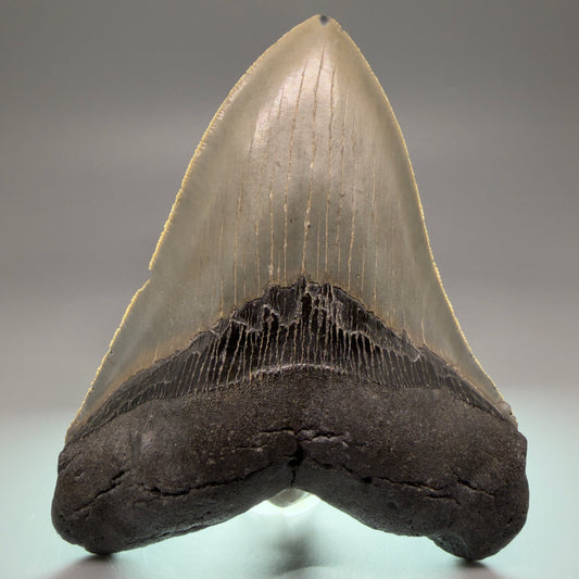 Front View Heart-shaped, serrated 5.00" Authentic Megalodon Tooth – North Carolina Fossil | Carcharocles megalodon CM5479 