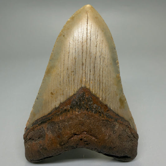 Front View Heart-shaped, symmetric 4.00" Authentic Megalodon Tooth – North Carolina Fossil | Carcharocles megalodon CM6224