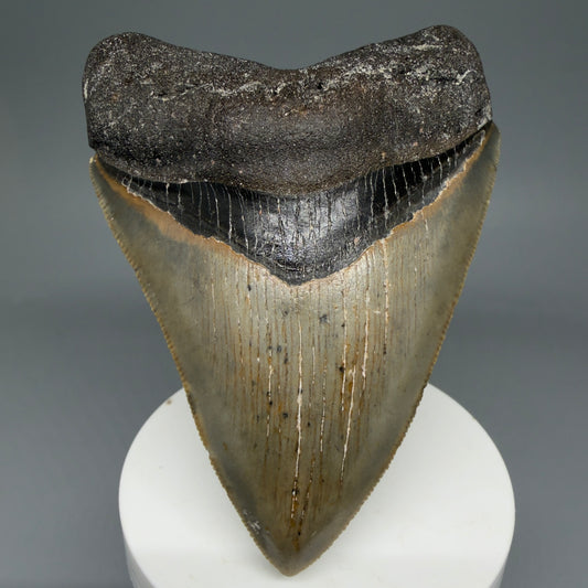 Front View Heart Shaped 3.94" Fossil Megalodon Tooth from North Carolina - megalodonteeth.com CM5824