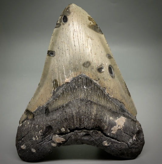 Front View Heart shaped, collector's quality 5.75" Authentic Megalodon Tooth – North Carolina Fossil | Carcharocles megalodon megalodonteeth.com CM6701