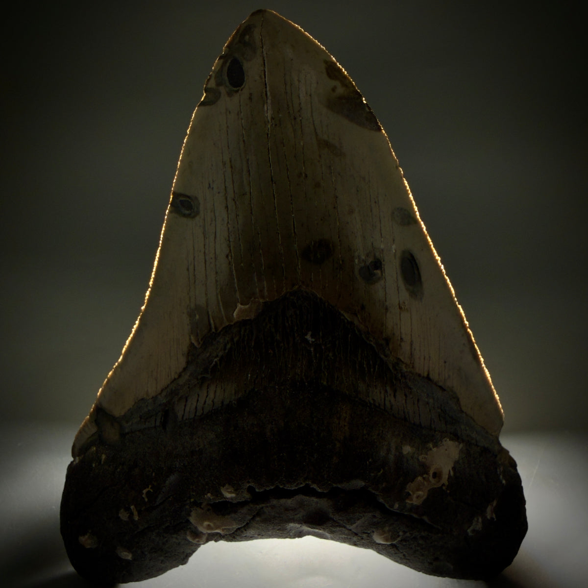 Front View Heart shaped, collector's quality 5.75" Authentic Megalodon Tooth – North Carolina Fossil | Carcharocles megalodon megalodonteeth.com CM6701 - 1