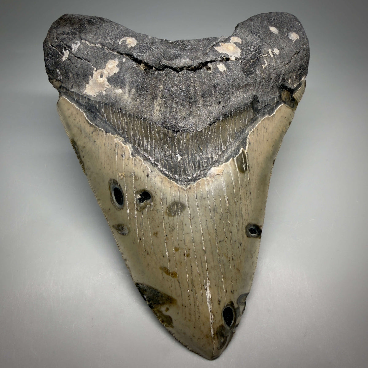 Front View Heart shaped, collector's quality 5.75" Authentic Megalodon Tooth – North Carolina Fossil | Carcharocles megalodon megalodonteeth.com CM6701 - 2