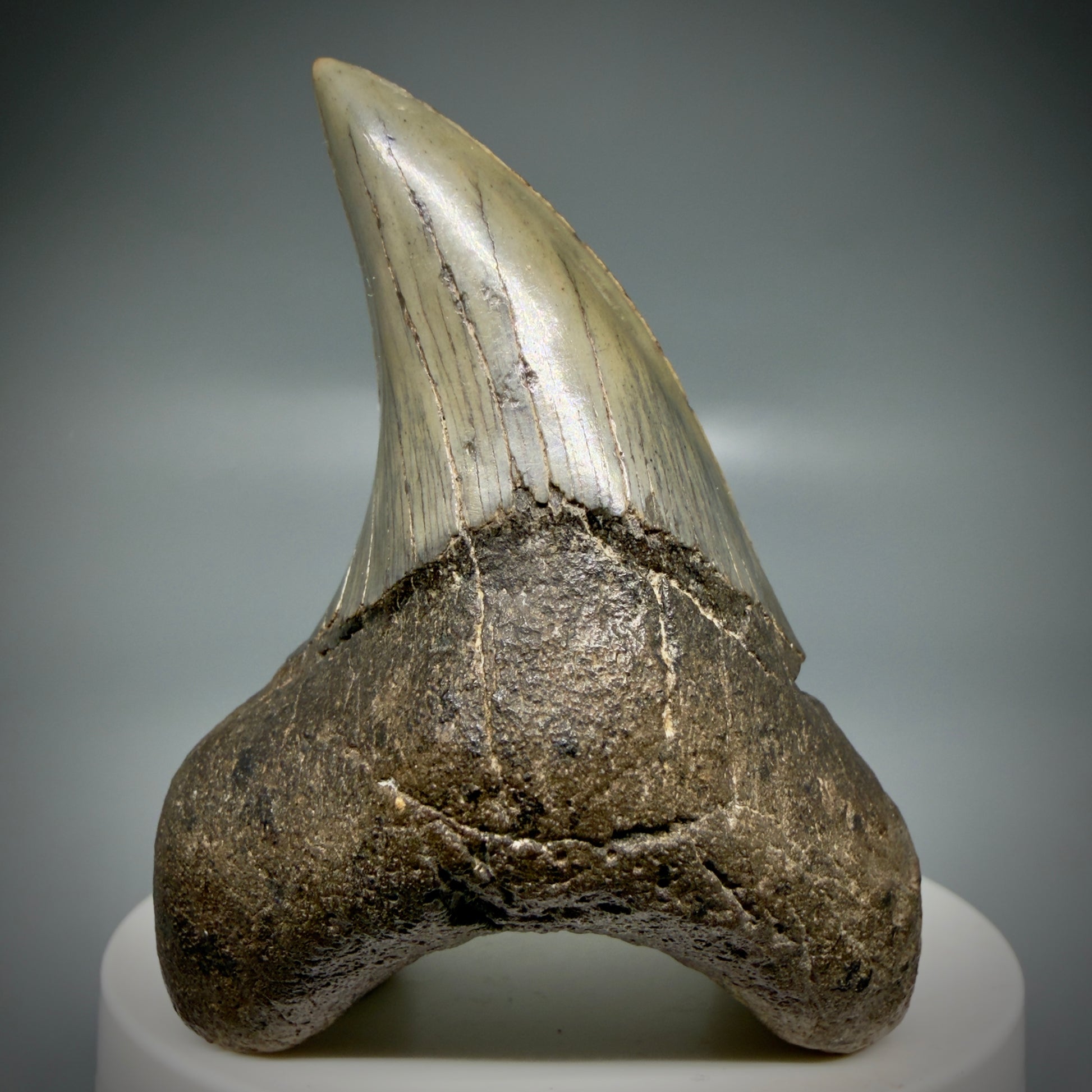 Front View High Quality, Large 2.61" Fossil Parotodus benedeni Tooth from Georgia, USA R642