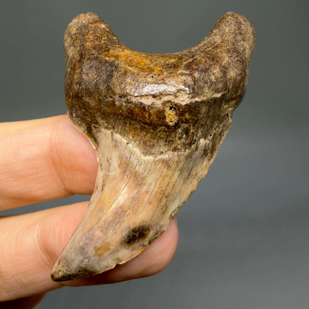 Front View High Quality, colorful 2.19" Fossil Parotodus benedeni Tooth from Banten, Indonesia megalodonteeth.com R663 - 1