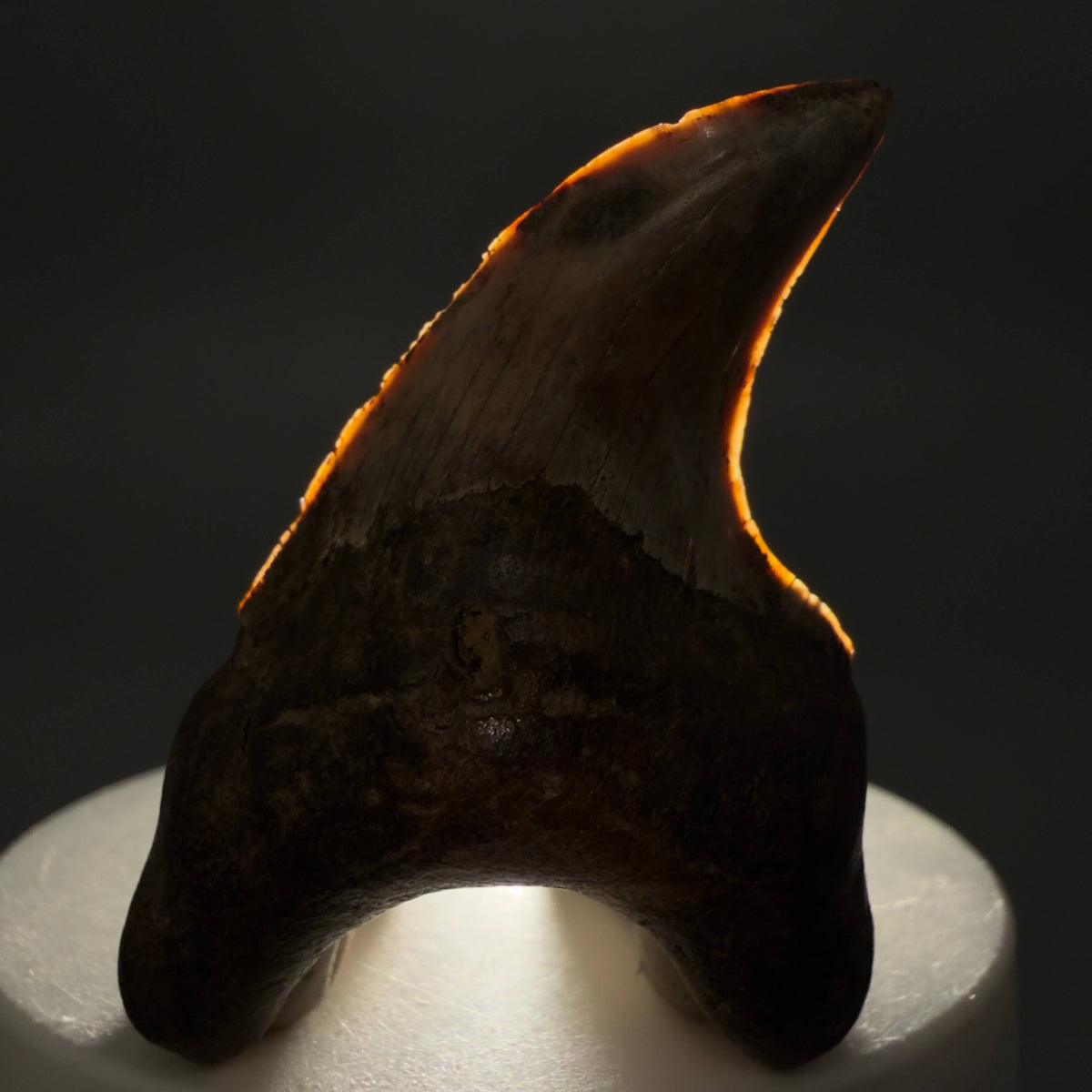 Front View High Quality, colorful 2.19" Fossil Parotodus benedeni Tooth from Banten, Indonesia megalodonteeth.com R663 - 2