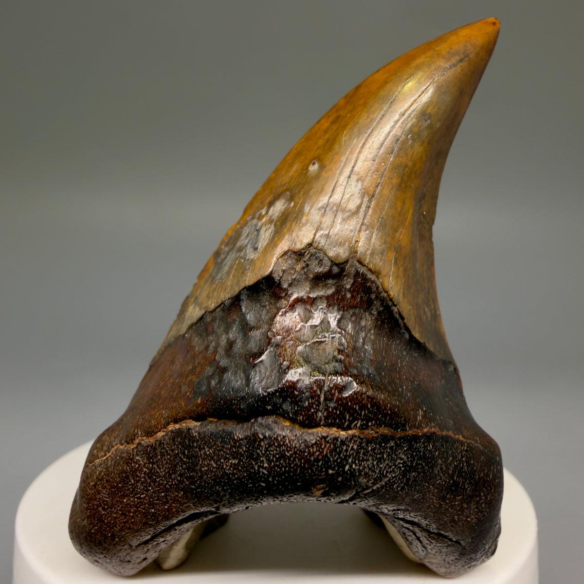 Front View High Quality, colorful, large 2.75" Fossil Parotodus benedeni Tooth from Banten, Indonesia megalodonteeth.com R664