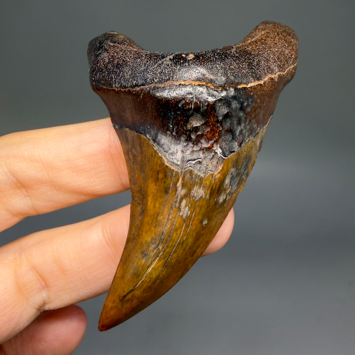 Front View High Quality, colorful, large 2.75" Fossil Parotodus benedeni Tooth from Banten, Indonesia megalodonteeth.com R664 - 1