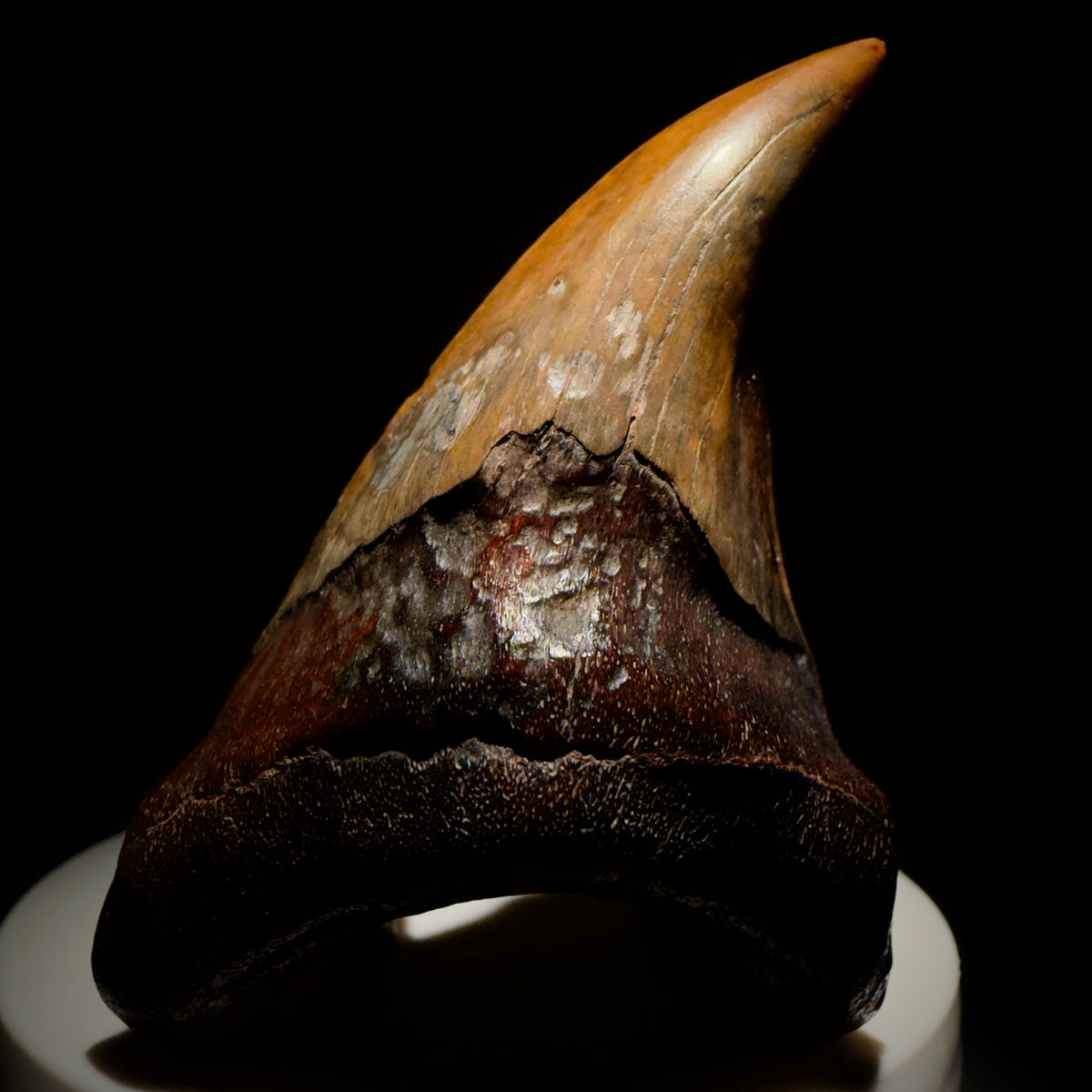 Front View High Quality, colorful, large 2.75" Fossil Parotodus benedeni Tooth from Banten, Indonesia megalodonteeth.com R664 - 2