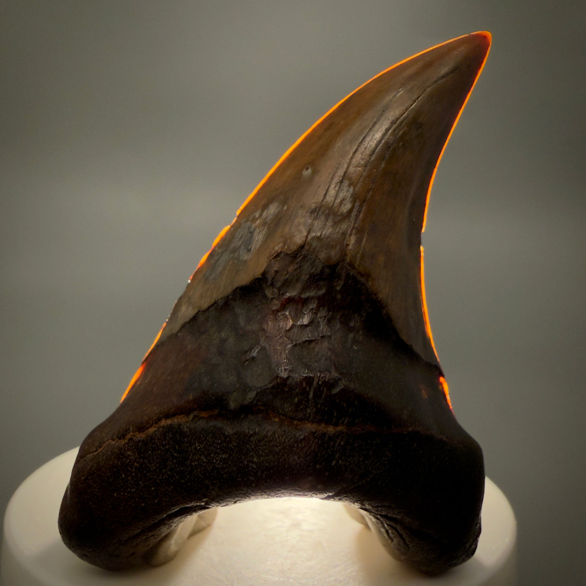 Front View High Quality, colorful, large 2.75" Fossil Parotodus benedeni Tooth from Banten, Indonesia megalodonteeth.com R664 - 3