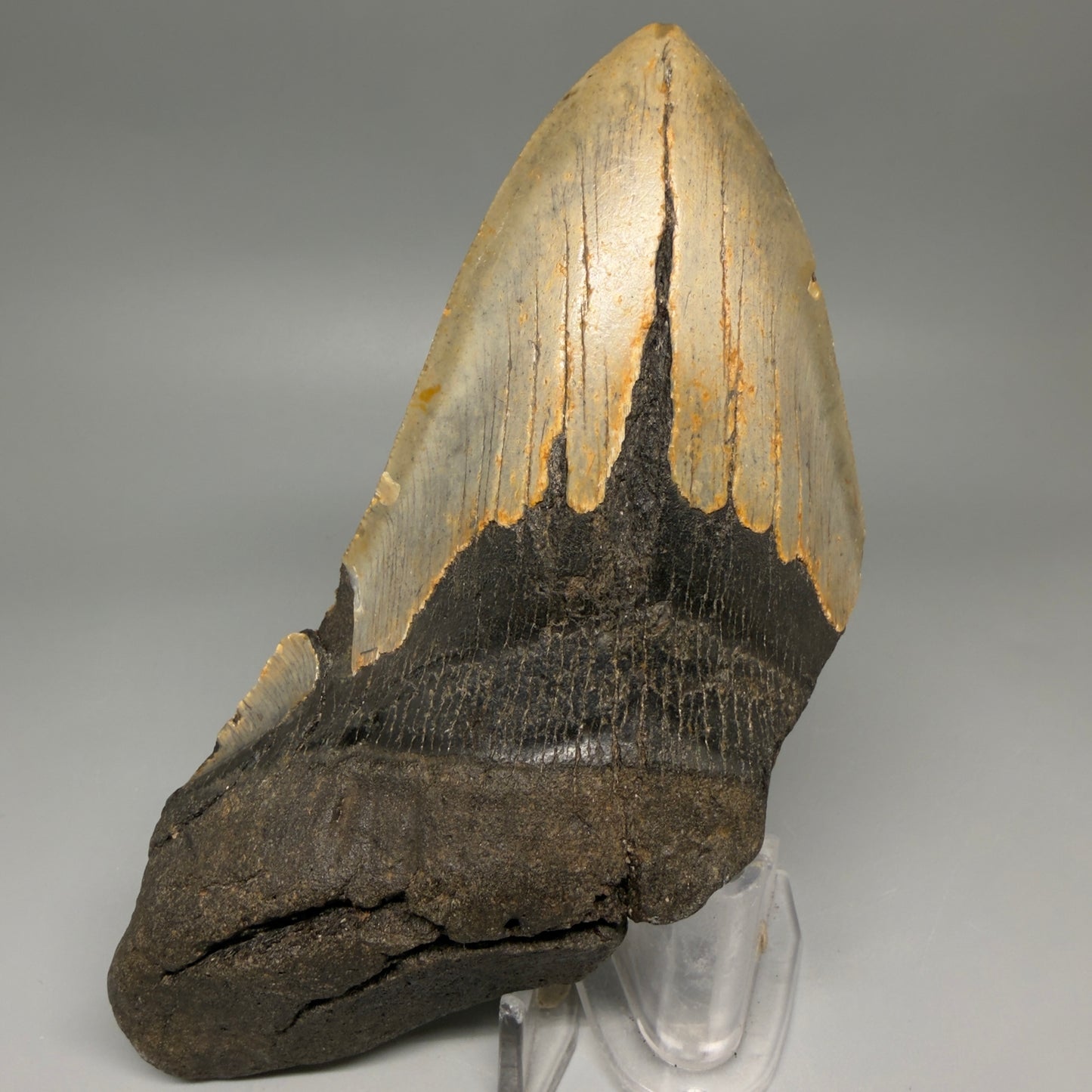Front View Huge, affordable 6.14" Fossil Megalodon Tooth - Wilmington North Carolina CM6276