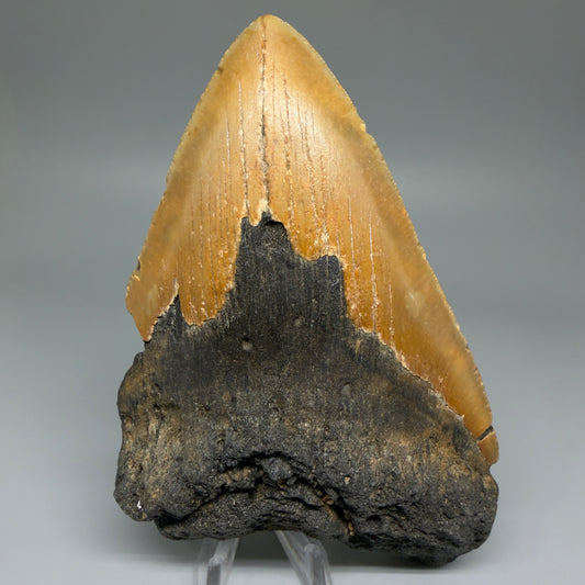 Front View Huge, affordable 6.14" Fossil Megalodon Tooth for sale - Wilmington North Carolina CM5551