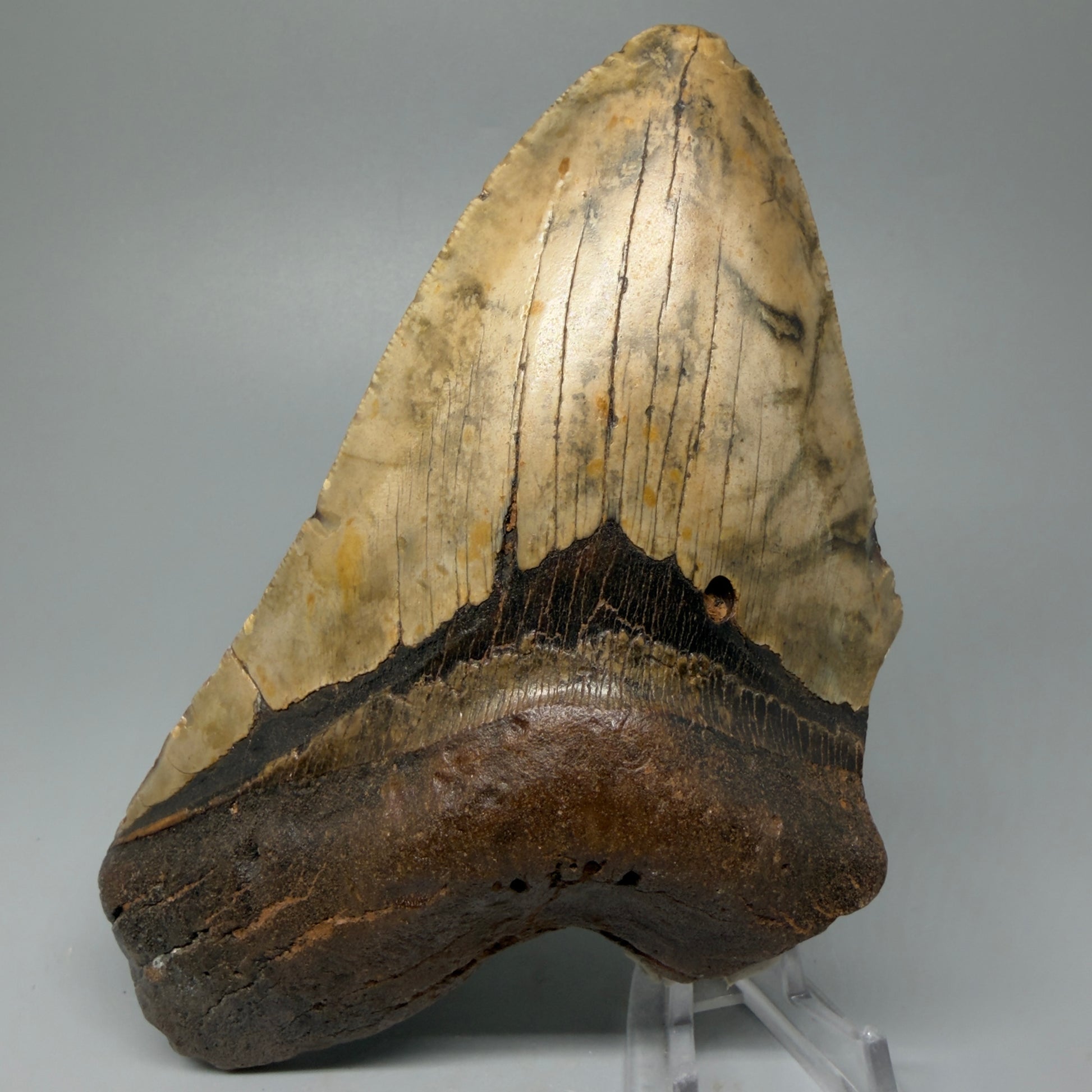 Front View Huge, affordable 6.29" Fossil Megalodon Tooth for sale - Wilmington North Carolina CM5398