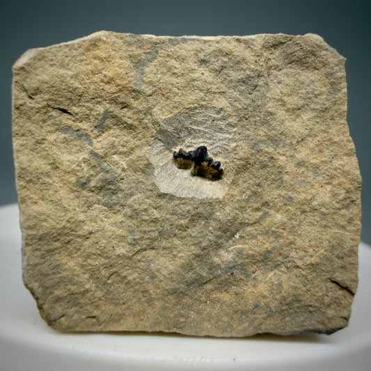 Front View In Matrix Fossil Ctenacanthus obruchevi- Extinct Ctenacanth Tooth - Russia R632
