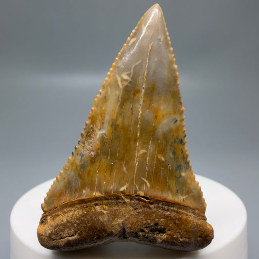 Front View Insane colors 2.17" Fossil Great White Tooth from Chile - Collector's Quality GW1323