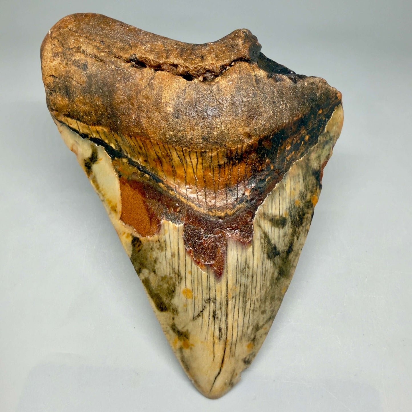 Front View Insane colors 5.10" Authentic Megalodon Tooth – North Carolina Fossil | Carcharocles megalodon CM6459 - 1