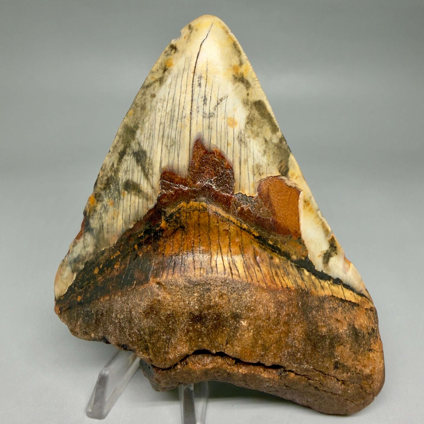 Front View Insane colors 5.10" Authentic Megalodon Tooth – North Carolina Fossil | Carcharocles megalodon CM6459