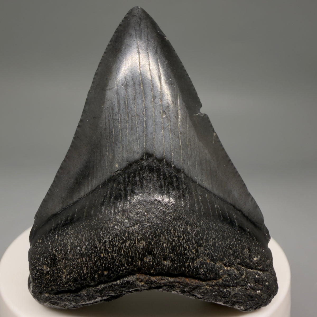 Front View Jet Black 2.38" Fossil Megalodon Tooth – South Carolina River Find | Authentic megalodonteeth.com CM6734