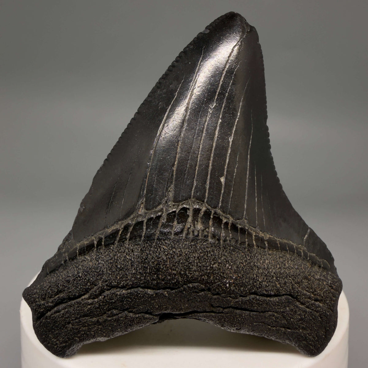 Front View Jet Black 2.40" Fossil Megalodon Tooth – South Carolina River Find | Authentic megalodonteeth.com CM6693