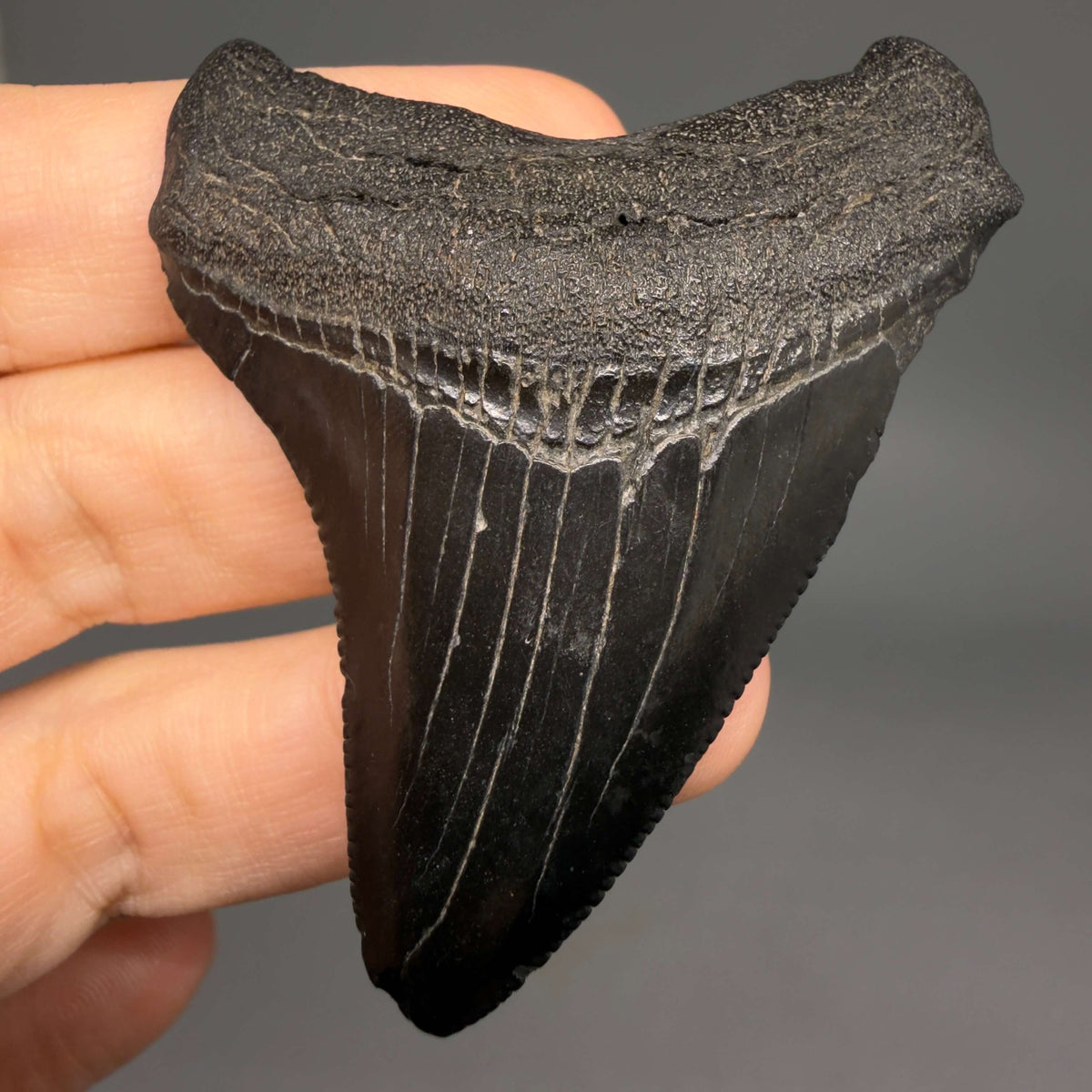 Front View Jet Black 2.40" Fossil Megalodon Tooth – South Carolina River Find | Authentic megalodonteeth.com CM6693 - 1