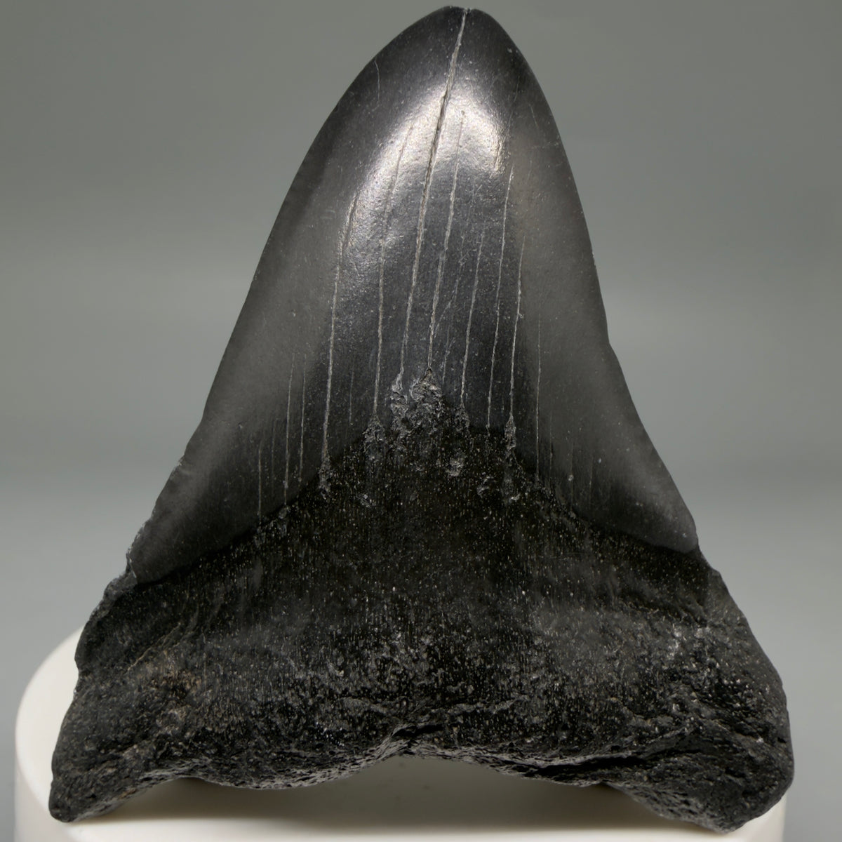 Front View Jet Black 2.40" Fossil Megalodon Tooth – South Carolina River Find | Authentic megalodonteeth.com CM6733
