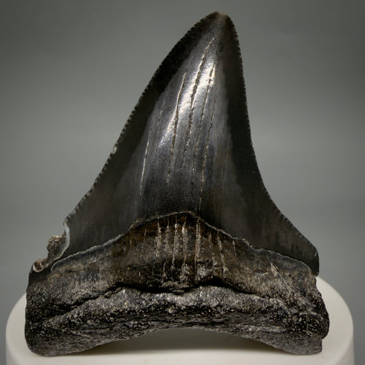 Front View Jet Black 2.45" Fossil Megalodon Tooth – South Carolina River Find | Authentic megalodonteeth.com CM6554