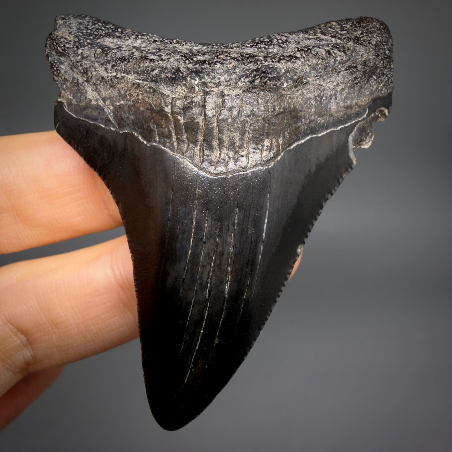 Front View Jet Black 2.45" Fossil Megalodon Tooth – South Carolina River Find | Authentic megalodonteeth.com CM6554 - 1