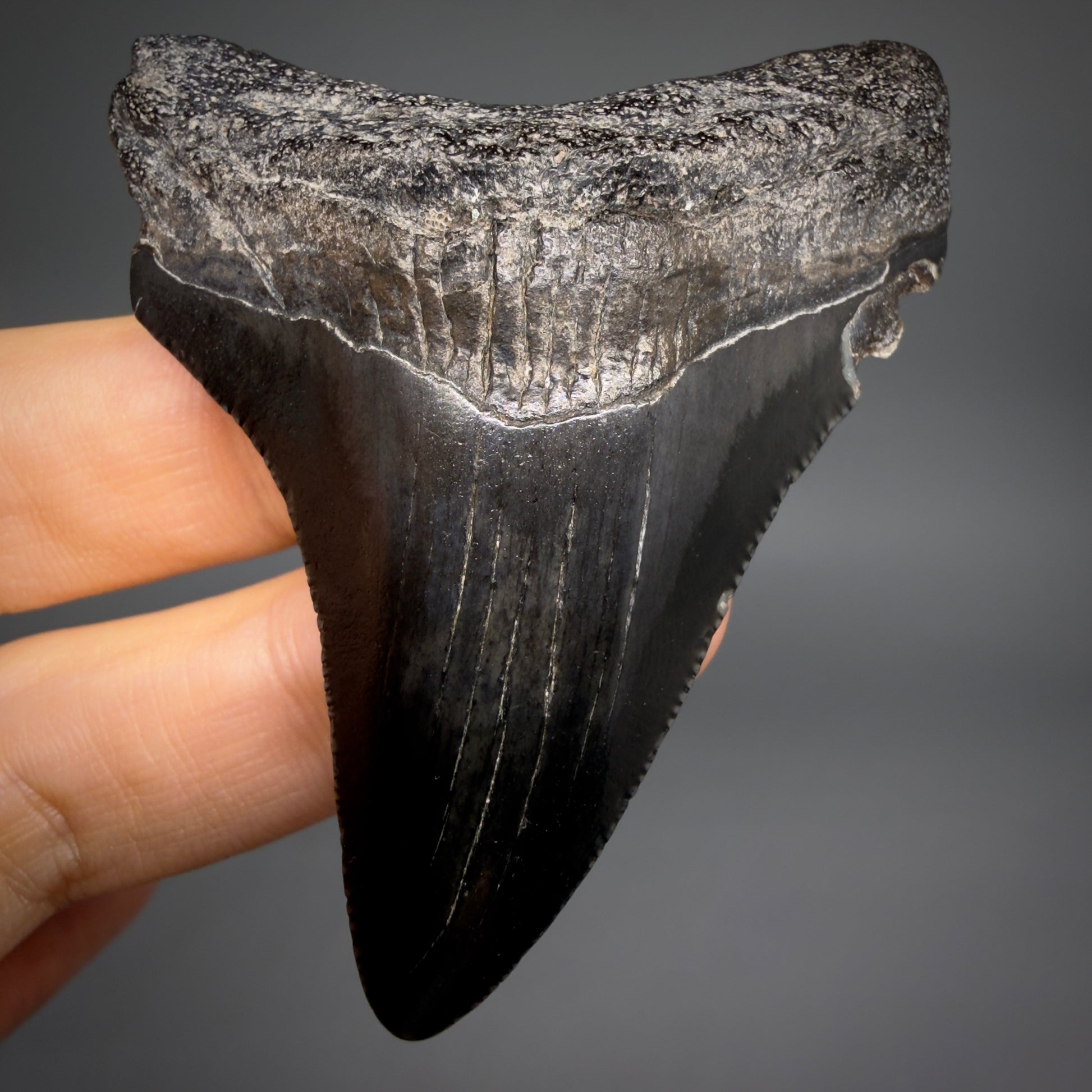 Front View Jet Black 2.45" Fossil Megalodon Tooth – South Carolina River Find | Authentic megalodonteeth.com CM6554 - 1